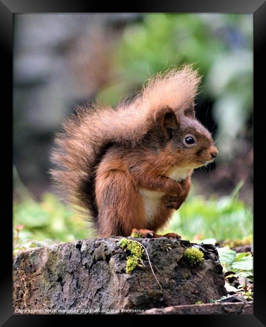 A red squirrel standing on a rock Framed Print by Peter Wiseman