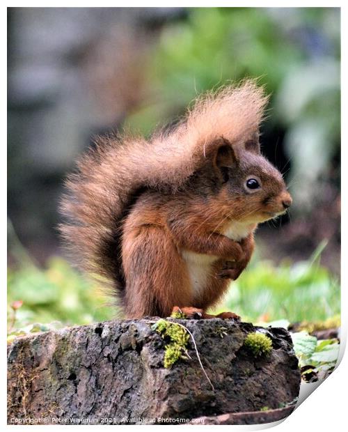 A red squirrel standing on a rock Print by Peter Wiseman