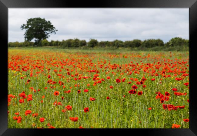 Poppy field at Brancaster Framed Print by Jason Wells