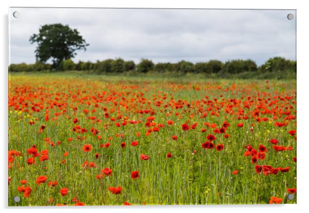 Poppy field at Brancaster Acrylic by Jason Wells