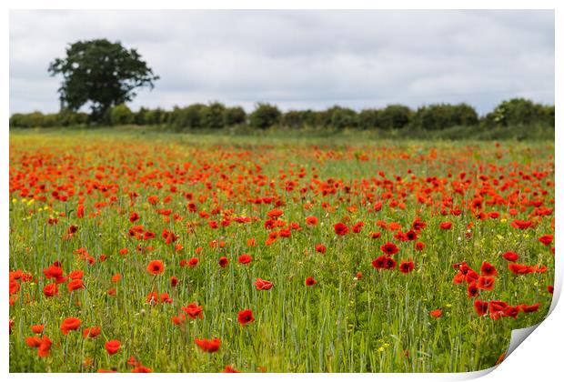 Poppy field at Brancaster Print by Jason Wells
