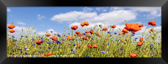 Poppy Field with Cornflowers | Panorama Framed Print by Melanie Viola