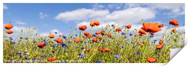 Poppy Field with Cornflowers | Panorama Print by Melanie Viola