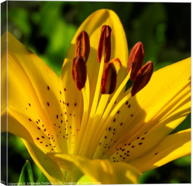 New Lily, New Day, New Month Canvas Print by STEPHEN THOMAS