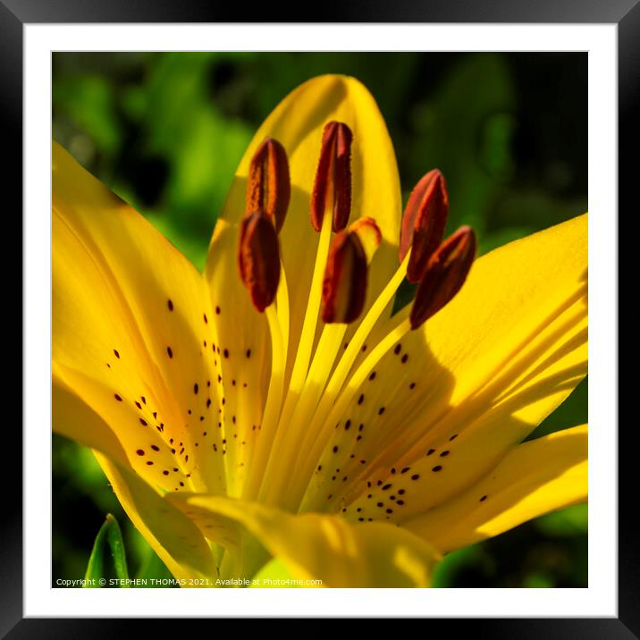 New Lily, New Day, New Month Framed Mounted Print by STEPHEN THOMAS