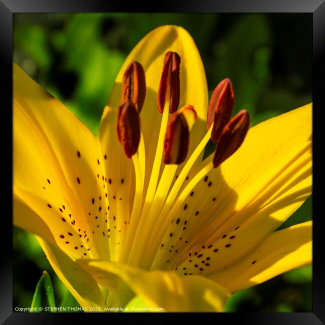 New Lily, New Day, New Month Framed Print by STEPHEN THOMAS
