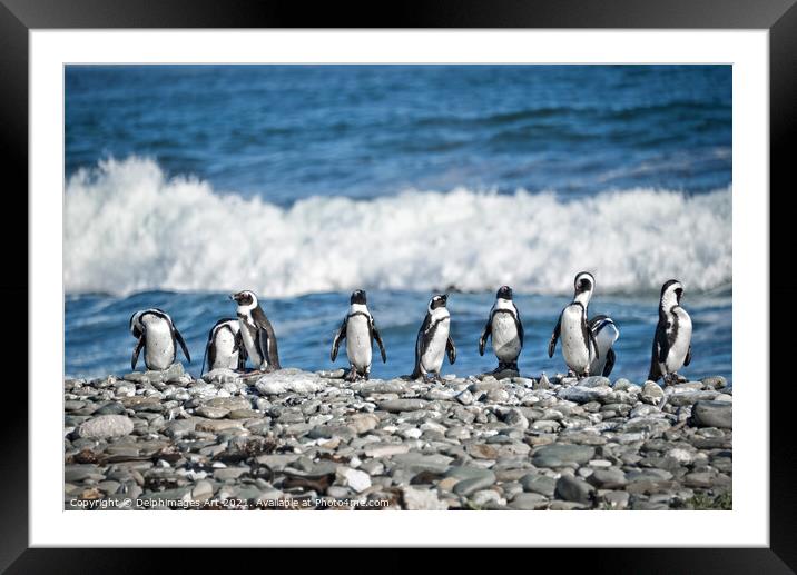 Funny penguins aligned on a beach, South Africa Framed Mounted Print by Delphimages Art