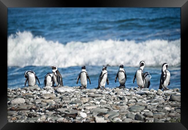 Funny penguins aligned on a beach, South Africa Framed Print by Delphimages Art