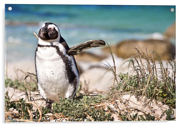 Happy penguin. Portrait of an african penguin Acrylic by Delphimages Art