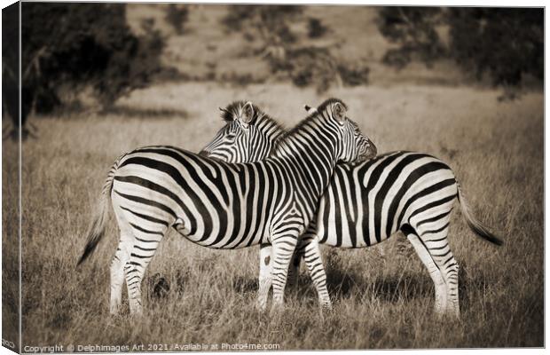 Zebras love. Two zebras Kruger Park South Africa Canvas Print by Delphimages Art