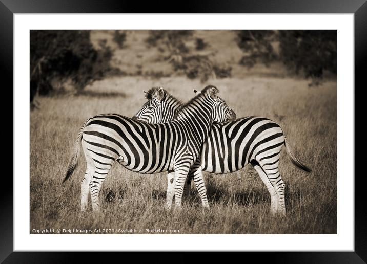 Zebras love. Two zebras Kruger Park South Africa Framed Mounted Print by Delphimages Art