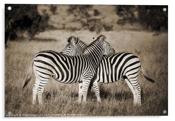 Zebras love. Two zebras Kruger Park South Africa Acrylic by Delphimages Art