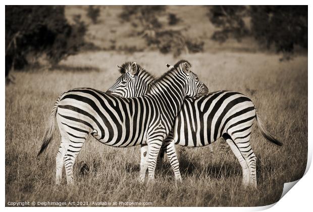 Zebras love. Two zebras Kruger Park South Africa Print by Delphimages Art