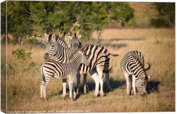 Family of zebras Kruger National Park South Africa Canvas Print by Delphimages Art