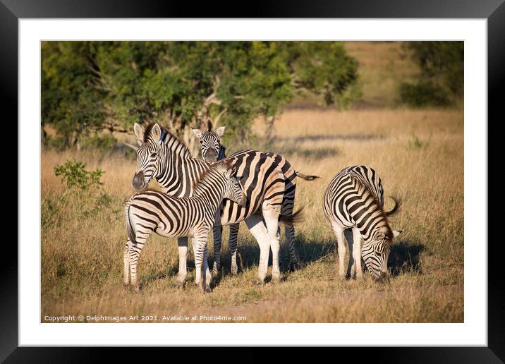 Family of zebras Kruger National Park South Africa Framed Mounted Print by Delphimages Art