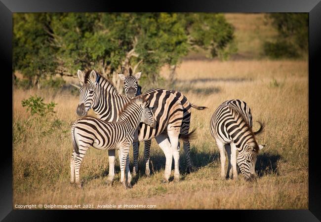Family of zebras Kruger National Park South Africa Framed Print by Delphimages Art