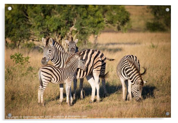 Family of zebras Kruger National Park South Africa Acrylic by Delphimages Art
