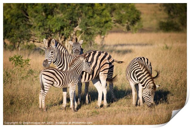 Family of zebras Kruger National Park South Africa Print by Delphimages Art