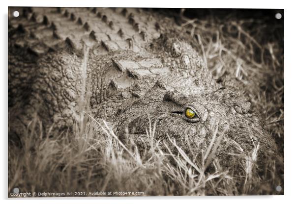 Scary crocodile close up, Zambeze river, Zambia Acrylic by Delphimages Art