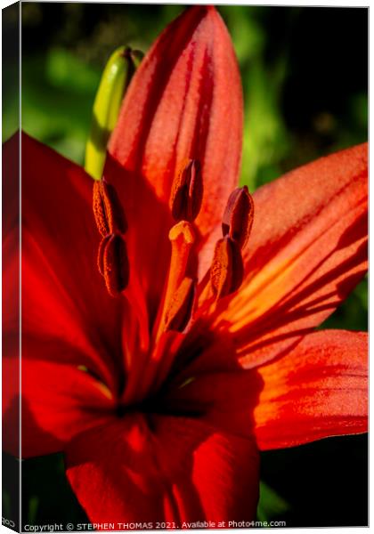 Red Lily For Canada Day Canvas Print by STEPHEN THOMAS