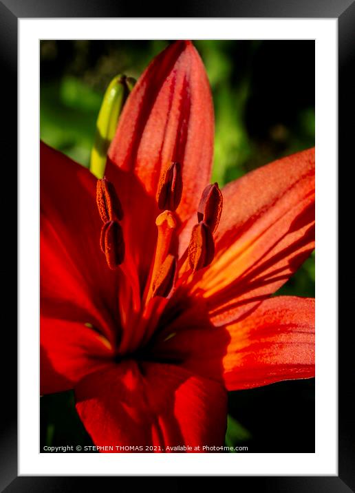 Red Lily For Canada Day Framed Mounted Print by STEPHEN THOMAS