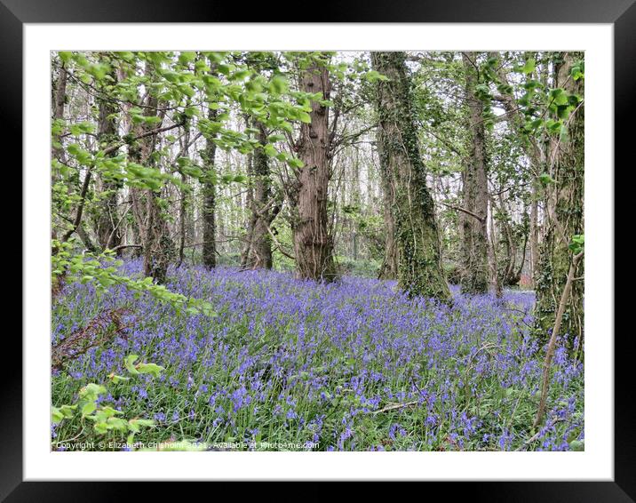Bluebells and Beech trees in Woodlands near Dartmo Framed Mounted Print by Elizabeth Chisholm