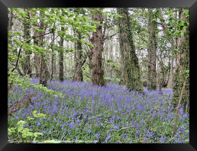 Bluebells and Beech trees in Woodlands near Dartmo Framed Print by Elizabeth Chisholm