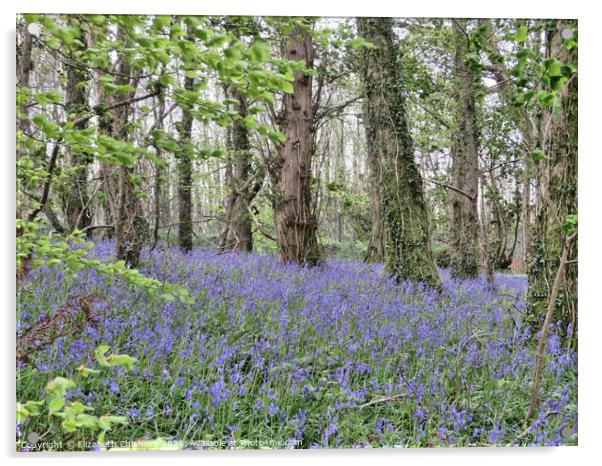 Bluebells and Beech trees in Woodlands near Dartmo Acrylic by Elizabeth Chisholm