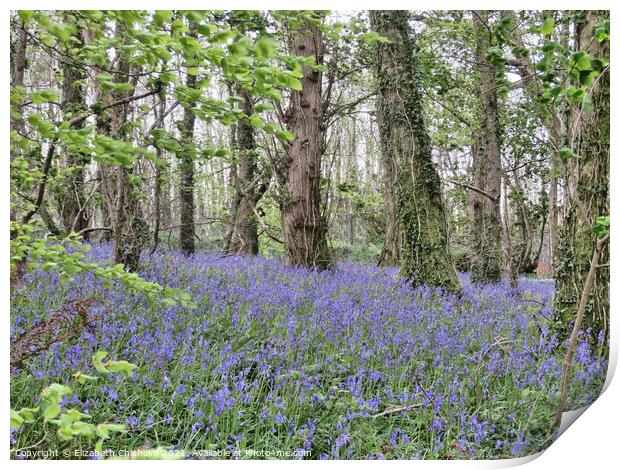 Bluebells and Beech trees in Woodlands near Dartmo Print by Elizabeth Chisholm