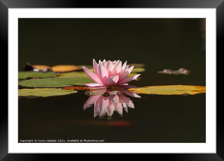 Pink lotus water lily flower and green leaves in pond Framed Mounted Print by nuno valadas