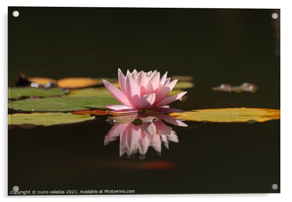 Pink lotus water lily flower and green leaves in pond Acrylic by nuno valadas