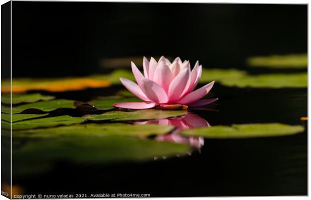 Pink lotus water lily flower and green leaves in pond Canvas Print by nuno valadas
