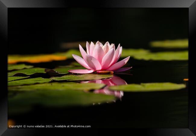 Pink lotus water lily flower and green leaves in pond Framed Print by nuno valadas