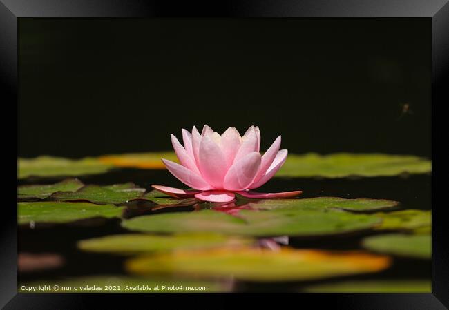 Pink lotus water lily flower and green leaves in pond, Framed Print by nuno valadas