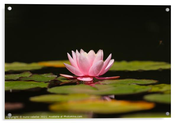 Pink lotus water lily flower and green leaves in pond, Acrylic by nuno valadas