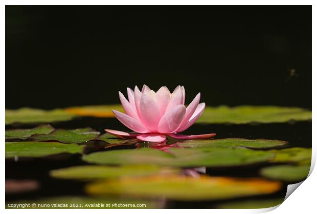 Pink lotus water lily flower and green leaves in pond, Print by nuno valadas