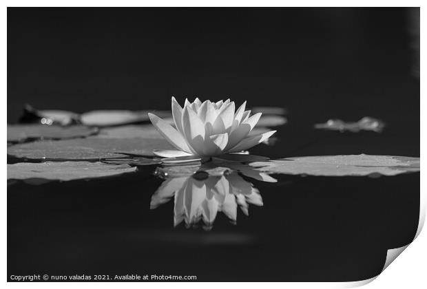 lotus water lily flower and green leaves in pond Print by nuno valadas