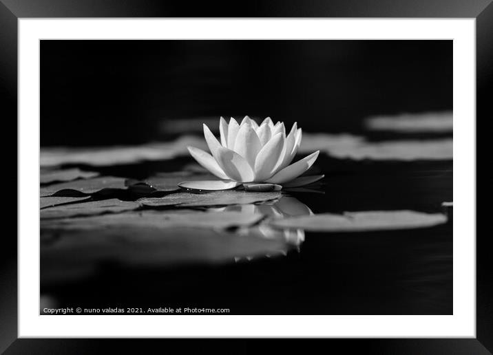 lotus water lily flower and green leaves in pond Framed Mounted Print by nuno valadas