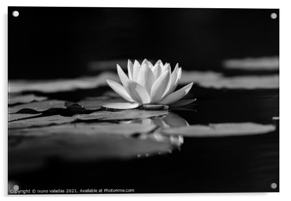 lotus water lily flower and green leaves in pond Acrylic by nuno valadas