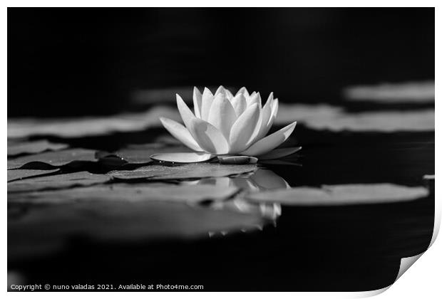 lotus water lily flower and green leaves in pond Print by nuno valadas