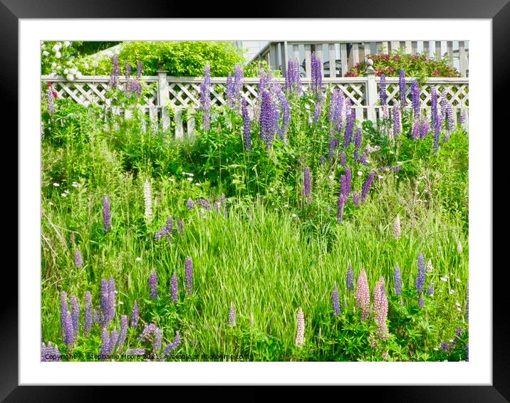 Lupins Framed Mounted Print by Stephanie Moore