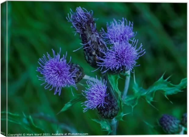Thistle Flowers Canvas Print by Mark Ward