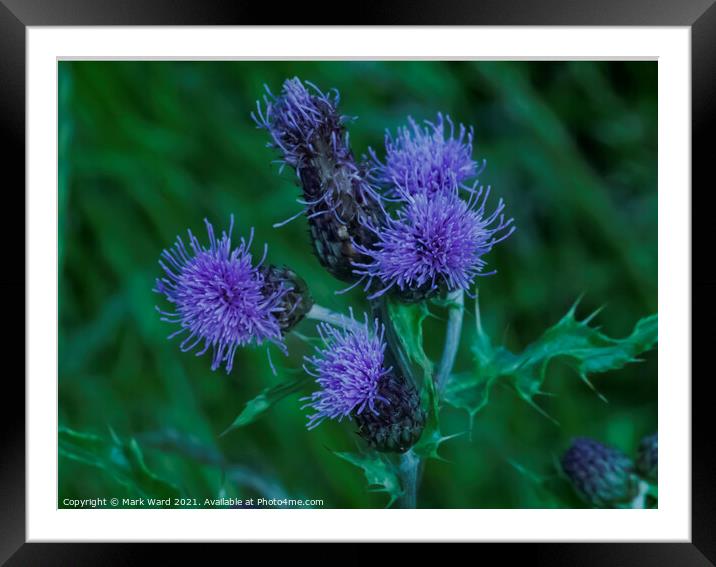 Thistle Flowers Framed Mounted Print by Mark Ward