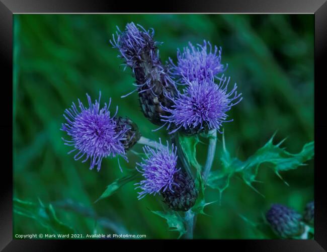 Thistle Flowers Framed Print by Mark Ward
