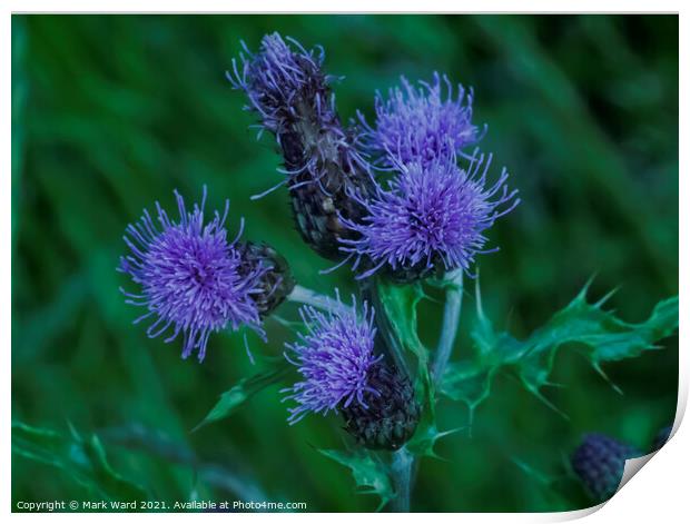 Thistle Flowers Print by Mark Ward