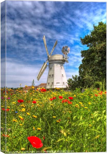 Summer Windmill Poppies  Canvas Print by David Pyatt