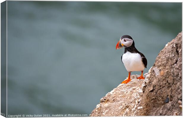 A curious puffin standing on the cliffs edge Canvas Print by Vicky Outen