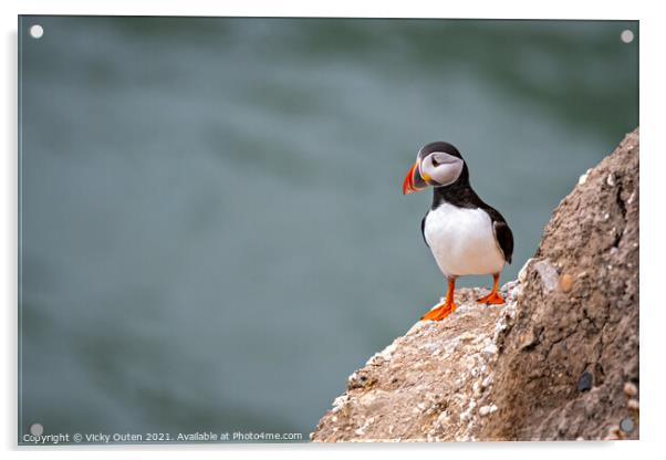 A curious puffin standing on the cliffs edge Acrylic by Vicky Outen