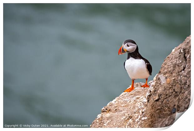 A curious puffin standing on the cliffs edge Print by Vicky Outen