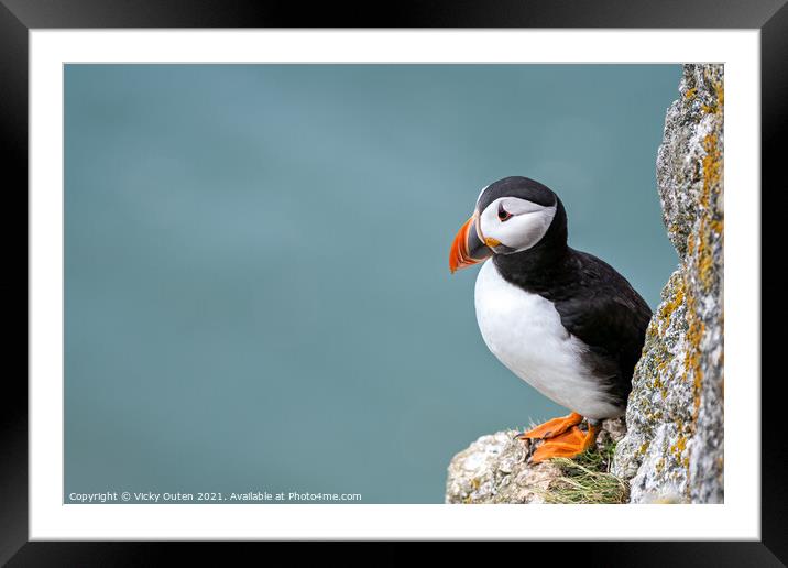 Puffin standing on the edge of the cliff  Framed Mounted Print by Vicky Outen